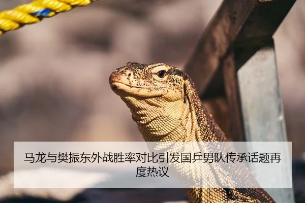 马龙与樊振东外战胜率对比引发国乒男队传承话题再度热议（HTH Sports）