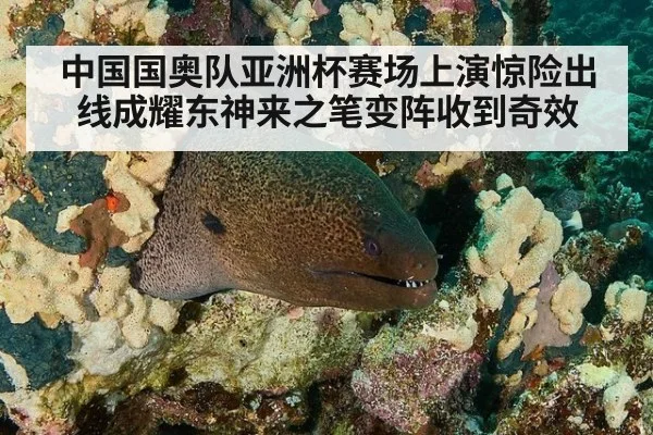 中国国奥队亚洲杯赛场上演惊险出线成耀东神来之笔变阵收到奇效